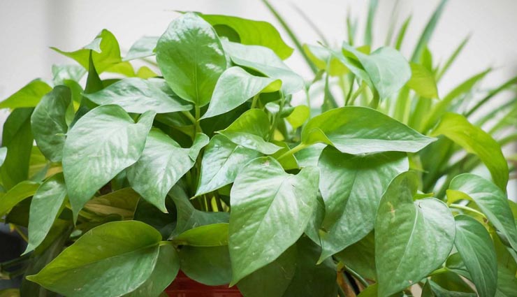 plants makes you rich,astrology tips