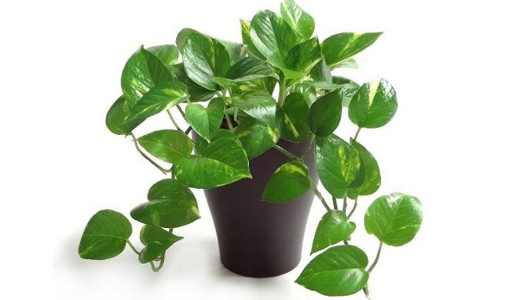 these plants brings growth in house,money plant,liliy plant,bamboo tree,lotus,aamla,chinese flower,shwetark plant,jyotish