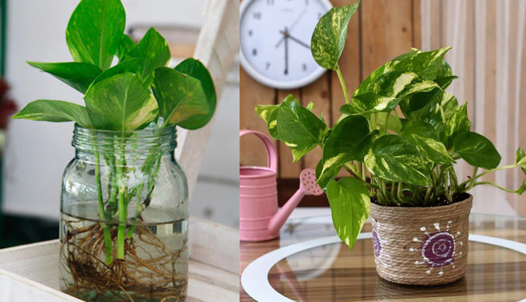 घर में मनीप्लांट लगाते समय विशेष तौर पर ध्यान रखे ये बाते वरना उठाना पड़ सकता है नुकसान