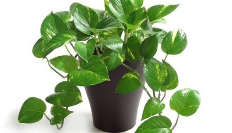 vastu tips in hindi,vastu associated with plants,plants located at home according vastu