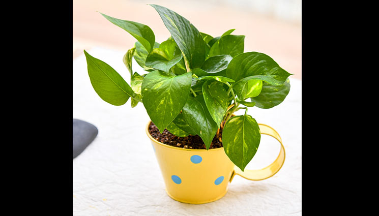 5 Vastu Tips To Follow For Money Plant To Attract Money