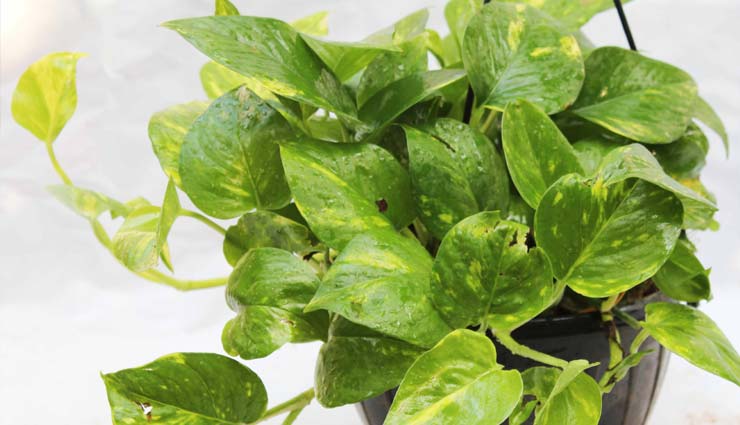 air purifying plants,delhi pollution,air pollution,money plant,aloe vera plant