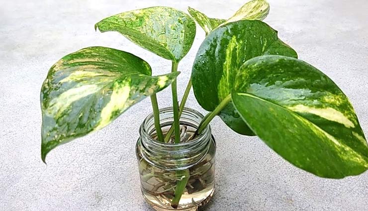 मनीप्लांट का पौधा लाता है घर में सकारात्मकता, जानें इसके फायदे 