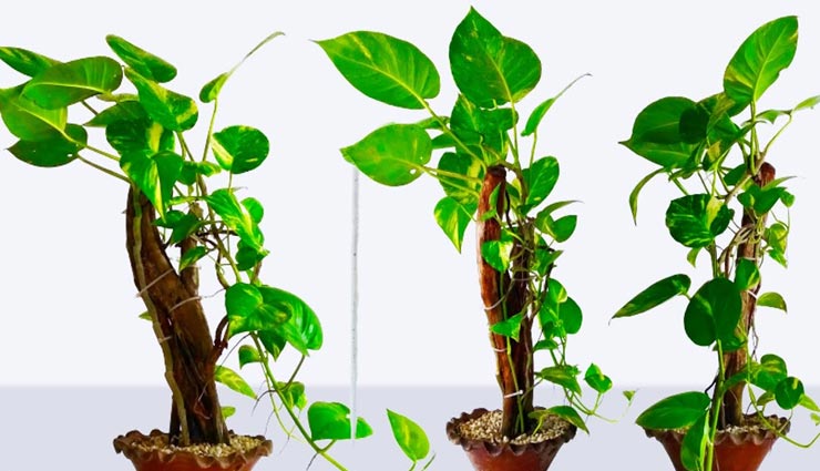 मनी प्लांट लगाने के लिए करें सह दिशा का चुनाव, जानें क्यों