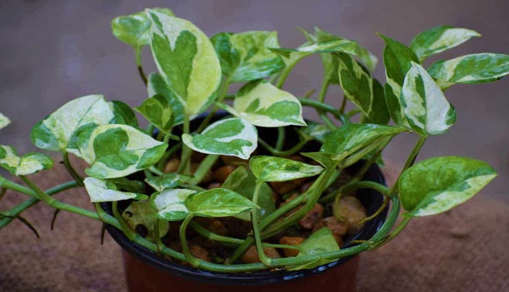 vastu tips,vastu tips in hindi,plants bring money