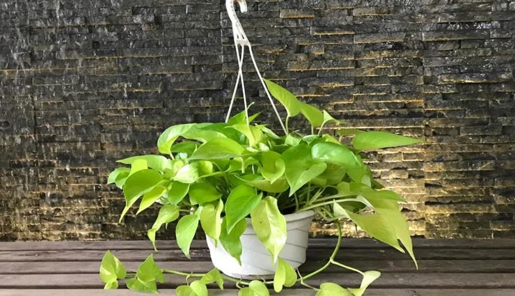 अगर आप भी घर में लगा रहे हैं मनी प्लांट, जरूर दें वास्तु के इन नियमों पर ध्यान