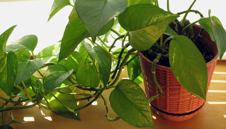 plants to grow from leaves,household tips