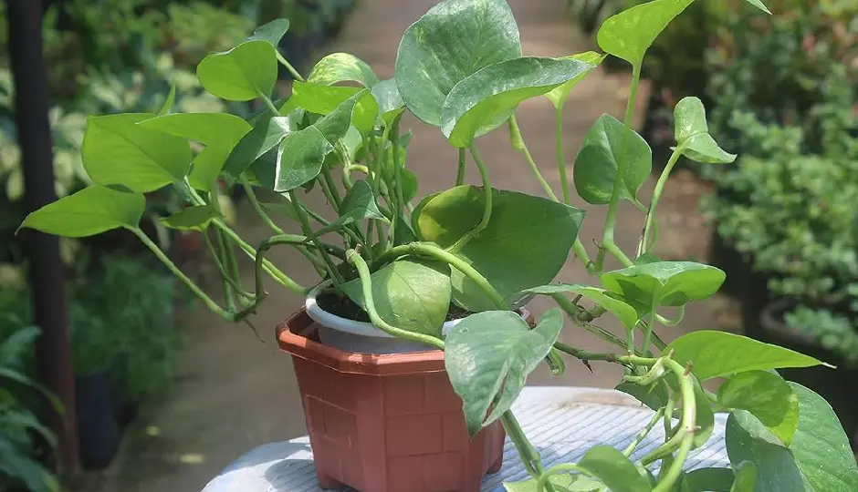 सही स्थान न मिले तो मनी प्लांट बन सकता है नुकसान की वजह, ये 5 गलतियां पड़ सकती हैं भारी, जानिए कहां हो रही है गलती