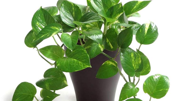 मनीप्लांट का पौधा लाता है घर में सकारात्मकता, जानें इसके फायदे money plant in home,why to keep money plant in home,benefits of money plant in home,money plant,household tips,home decor