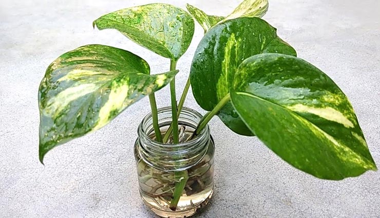 मनी प्लांट लगाने के लिए करें सह दिशा का चुनाव, जानें क्यों vastu tips,vastu tips in hindi,money plant,direction for money plant