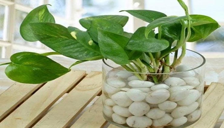 vastu tips,vastu tips in hindi,money plant vastu tips