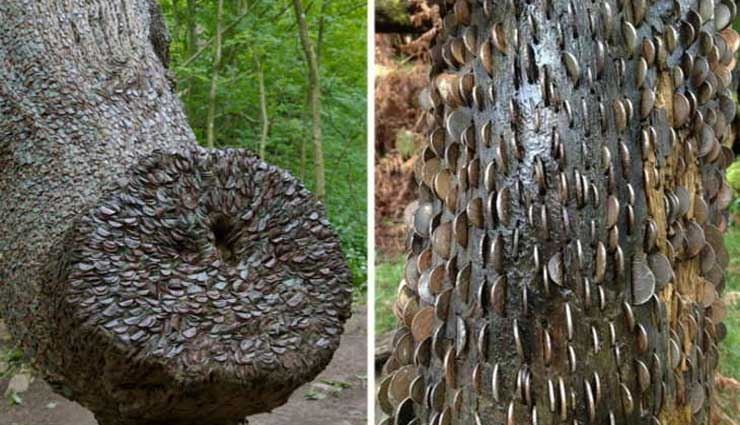 Story of Money Trees of the UK