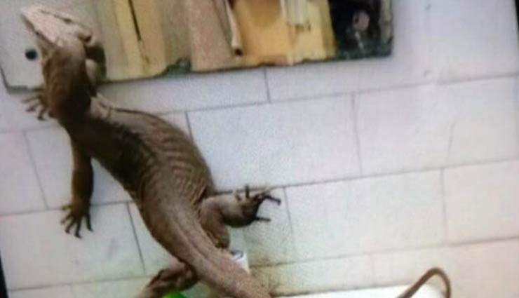 दिल्ली : गर्ल्स हॉस्टल के बाथरूम में मॉनिटर लिजार्ड, देखकर चीख पड़ीं लड़कियां 