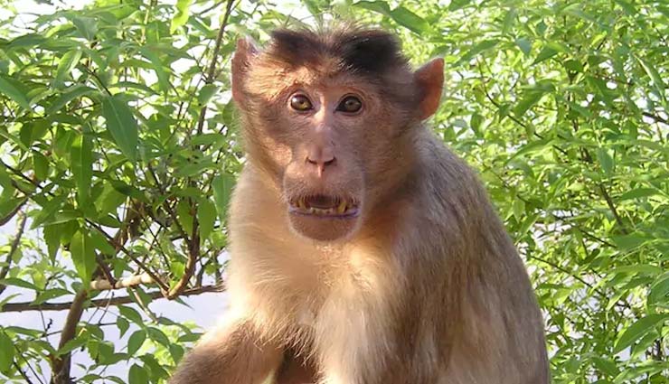 बदायूं के कोर्ट परिसर में बंदर ने हवा में उडाए 65 हजार रु.