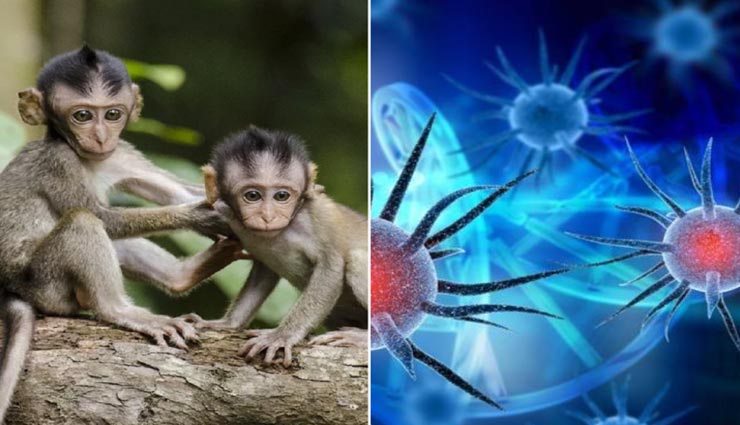 आखिर शिमला के सारे बंदर कहां हो गए गायब, कहीं कोरोना तो नहीं कारण!