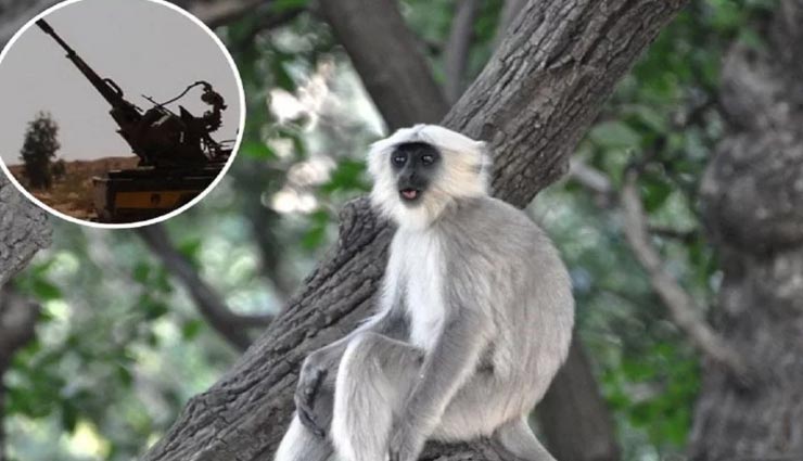 एक बंदर ने करवाई दो गुटों में लड़ाई, टैंक और रॉकेट लॉन्चर का हुआ इस्तेमाल, गई 20 जानें