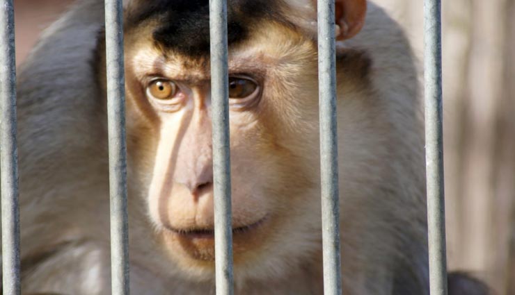 यहां 58 बंदरों को किया गया 14 दिन के लिए क्वारंटाइन, वजह कर देगी आपको भी हैरान