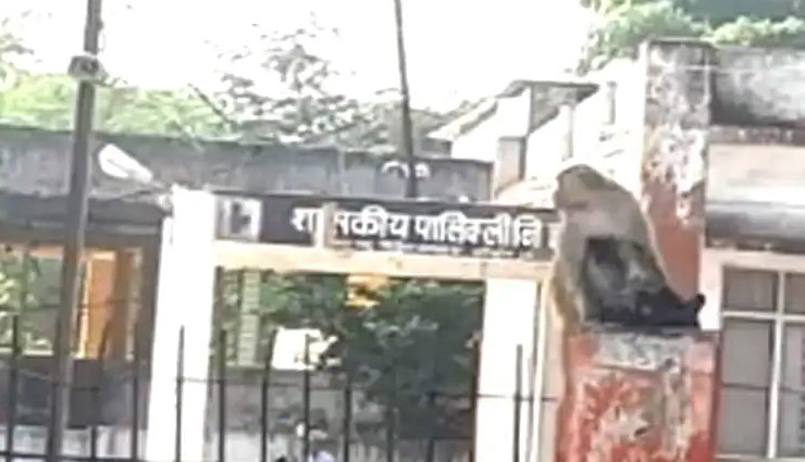 अपने घायल बच्चे को सीने से लगाकर अस्पताल पहुंची बंदरिया, लेकिन... weird news in hindi,monkey,electric shock,injured,dead