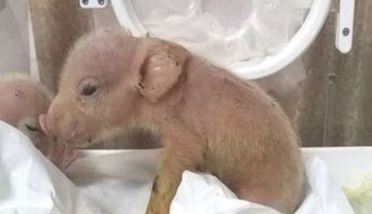 चीन : बंदर और सूअर को मिलाकर वैज्ञानिकों ने बनाई नई प्रजाति,  दिया ये नाम