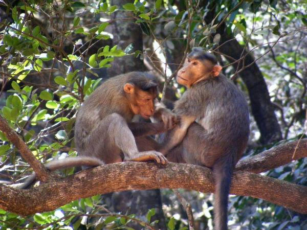 matheran hill station,maharashtra,holidays,travel