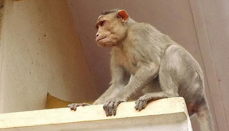 कोरोना लॉकडाउन : घरों में बंद हुए इंसान तो पूल पर बंदर कर रहे मौज-मस्ती, देखे वीडियो 