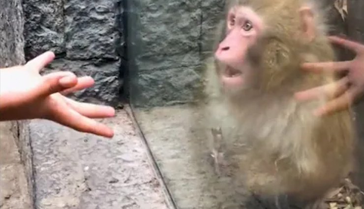 शख्स ने बंदर को दिखाया जादू, देख दिए ऐसे रिएक्शन, वीडियो जीत लेगा आपका दिल 