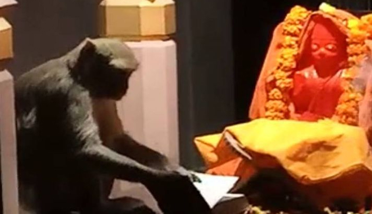 सुंदर कांड पाठ के दौरान हनुमानजी के मंदिर में 'रामायण' पढ़ने लगा बंदर