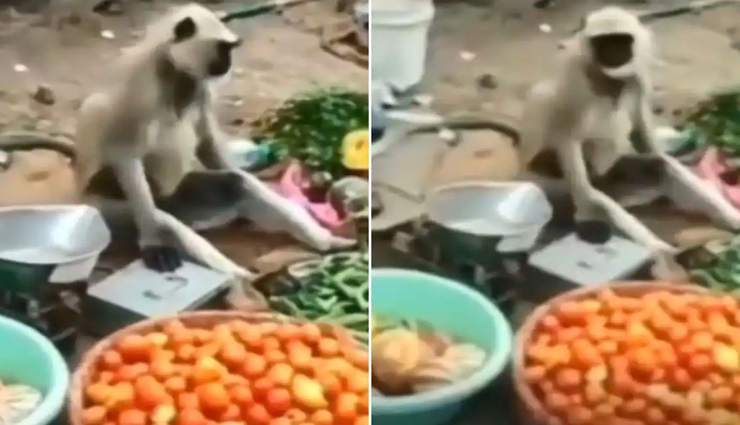 VIDEO : सब्जी की दुकान पर बैठे इस बंदर का अंदाज होने लगा वायरल!