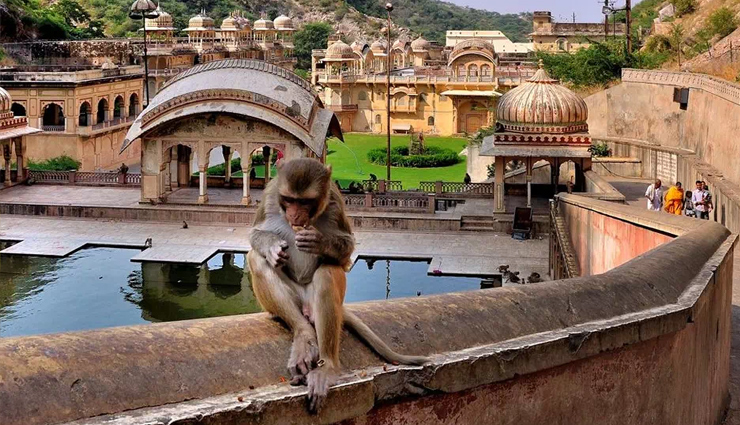 temples,temples dedicated to animals,animals temple