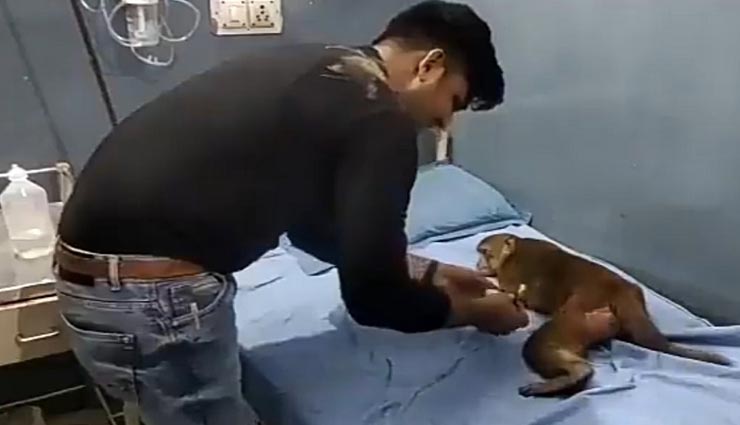 जयपुर : बंदर के पेट पर जख्म से बह रहा था खून जिसे ठीक कराने पहुंचा अस्पताल, बेड पर कराया इलाज