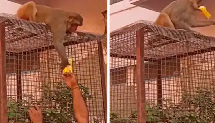 बंदर के इस वीडियो को मिले 30 लाख से ज्यादा लाइक्स, क्या आपने देखा?
