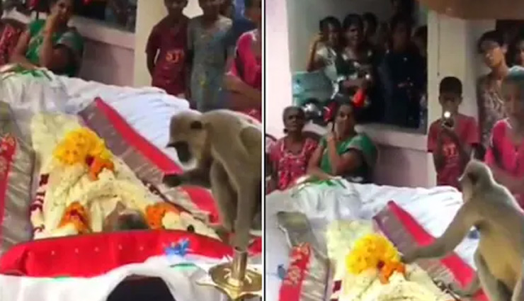 पार्थिव शरीर के पास बैठा दिखा लंगूर, बंदर के इस वीडियो ने किया सबको भावुक