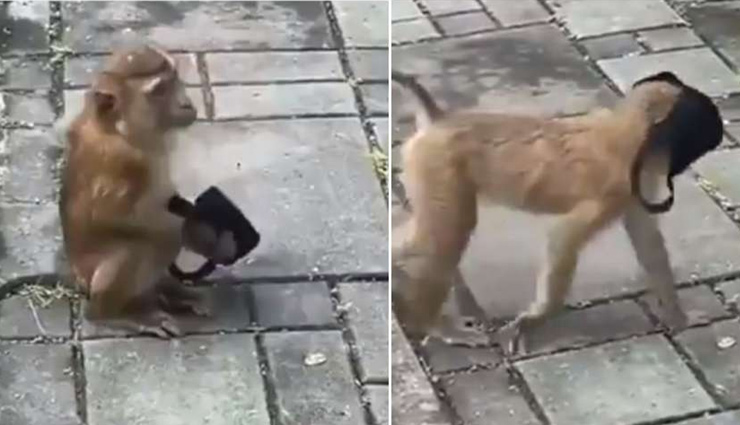 बंदरों को भी सताने लगा कोरोना का डर, बचने के लिए पहना मास्क, वायरल हुआ वीडियो