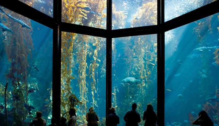 largest aquariums,worlds biggest marine exhibits,top aquarium destinations,aquatic wonders,marine life spectacles,oceanariums around the globe,giant fish tanks,underwater biodiversity,record-breaking aquariums,oceanic showcases