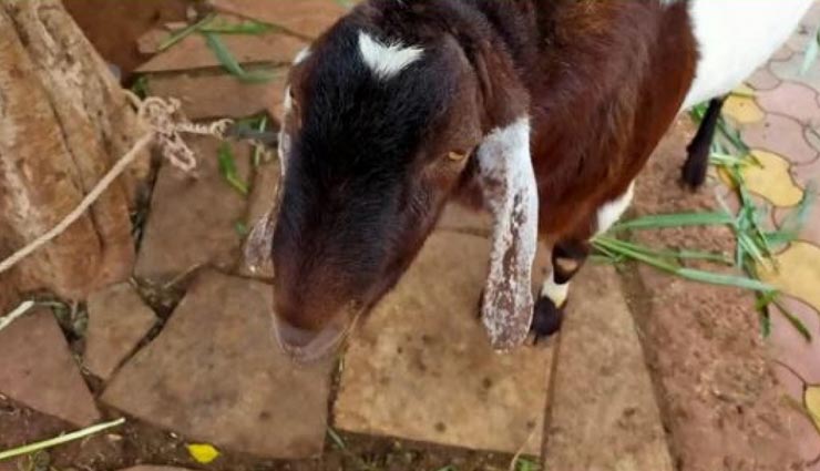 आखिर क्यों लाखों में पहुंची इस बकरे की बोली, खासियत जान आप भी रह जाएंगे हैरान