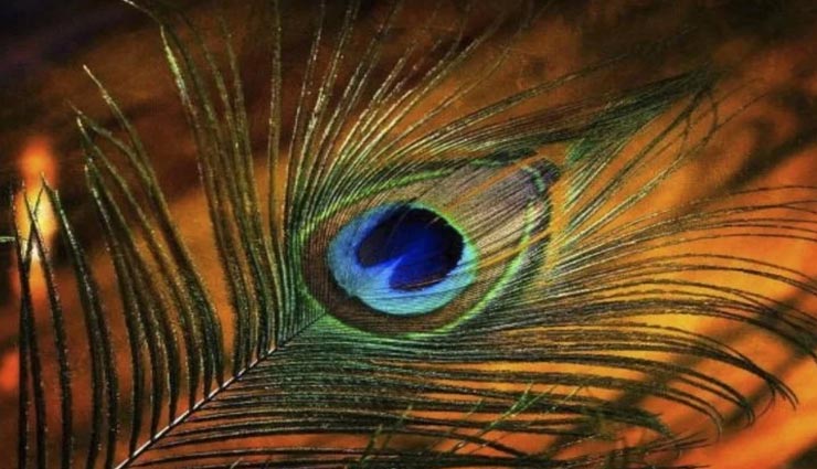 ग्रह दोष से छुटकारा दिलाएगा मोरपंख, इन तरीकों से करें परेशानियों का अंत vastu tips,vastu tips in hindi,vastu dosh,mor pankh measures