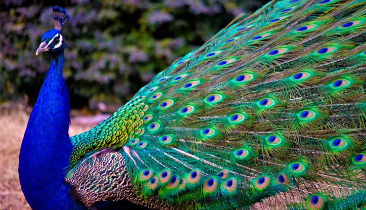 benefits of peacock feather,astrology
