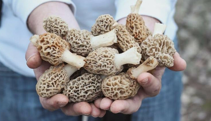 10 Amazing Health Benefits of Morel Mushrooms