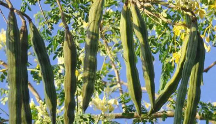 benefits of moringa seeds,moringa seeds health benefits,health benefits of moringa seeds,moringa seed nutrition,moringa seeds for wellness,moringa oleifera seed benefits,moringa seeds in herbal medicine,moringa seed extract health benefits,moringa seeds and their medicinal properties,how moringa seeds improve overall health,moringa seed oil benefits for skin and hair,moringa seeds: a natural source of nutrients,incorporating moringa seeds into a healthy diet