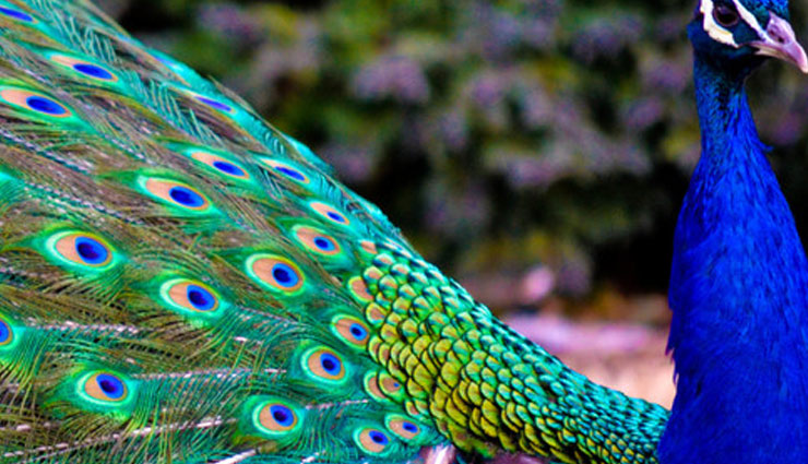 morpankh tricks,astrology tricks,astrology tips