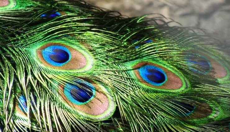 वास्तु के इन उपायों से मिलेगी जीवन में तरक्की vastu tips,vastu tips in hindi,business growth,success in life