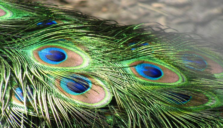 vastu tips,vastu tips in hindi,morpankh,morpankh remedies,positivity in life