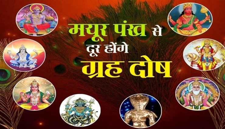 कई समस्याओं का समाधान कर सकता हैं मोरपंख, जानें इसके आसान उपाय