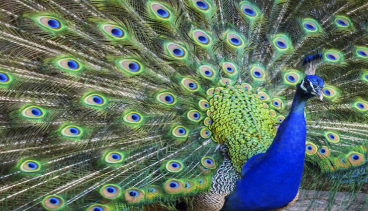 vastu tips,vastu tips in hindi,pregnant women room