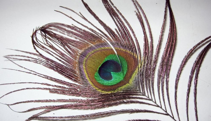 astrology tips,peacock feather