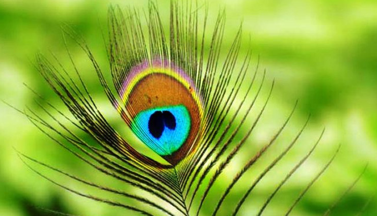 छिपकली से छुटकारा दिलाएगी रसोई घर में रखी ये चीजें, जानें उपाय lizards,things used to get rid of lizards,household tips,home decor tips,removing lizard from home