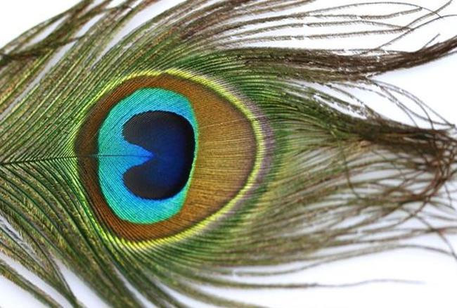 morpankh,astrology,astrology tips