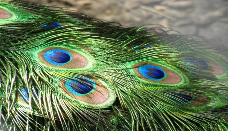 astrology tips,astrology tips in hindi,mor pankh remedies,astrology measures