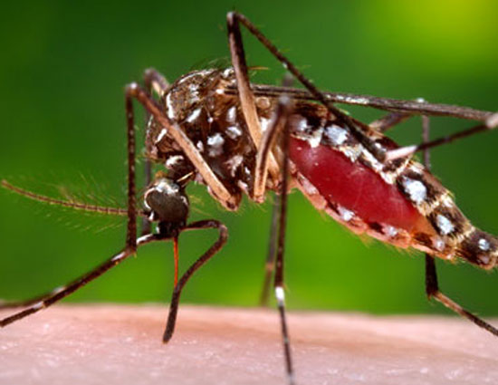 इन आहार की मदद से बढ़ाए खून में प्लेटलेट्स काउंट, मिलेगी डेंगू से लड़ने में मदद 