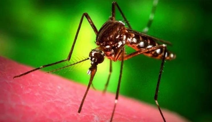 Health tips,health tips in hindi,dengue,dengue symptoms,dengue in corona time ,हेल्थ टिप्स, हेल्थ टिप्स हिंदी में, डेंगू, डेंगू से बचाव, कोरोनाकाल में डेंगू
